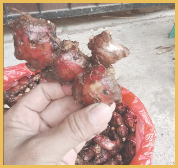 Red Ginger 1 1